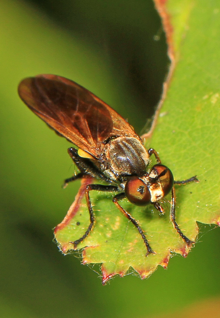 Sacken Longhorn Robber