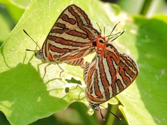 Cigaritis vulcanus