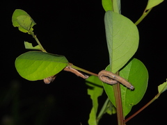Ophiusini