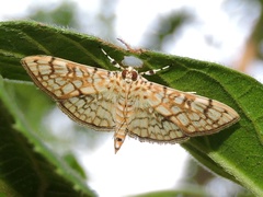 Haritalodes derogata