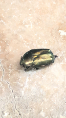 Protaetia cuprea brancoi