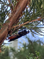 Urocerus cressoni