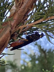Urocerus cressoni