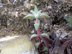 Crassula deltoidea