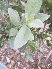 Tracheophyta