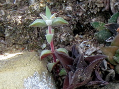 Crassula deltoidea