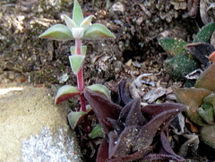 Crassula deltoidea
