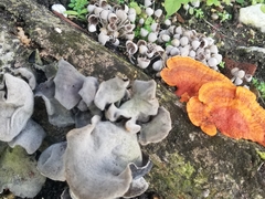 Tracheophyta