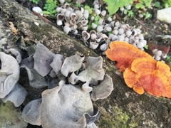 Tracheophyta