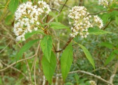 Critoniinae
