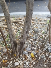 Tracheophyta