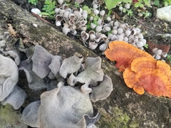 Tracheophyta