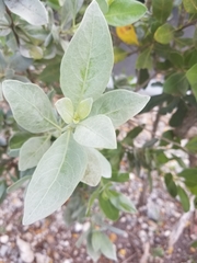 Tracheophyta