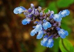 Salvia mocinoi