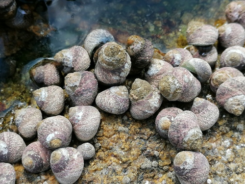Lined Top Shell
