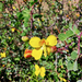 Denisophytum sessilifolium - Photo 由 Francisco Valdes Perezgasga 所上傳的 (c) Francisco Valdes Perezgasga，保留部份權利CC BY-NC