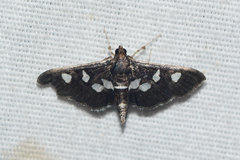 Desmia subdivisalis