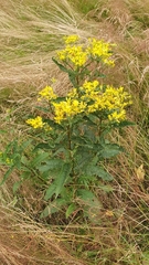Senecio nemorensis