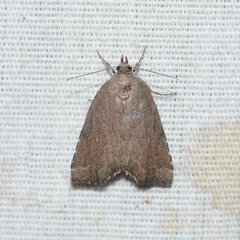 Cutina albopunctella