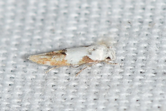 Mompha circumscriptella