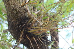 Dendrobium crumenatum