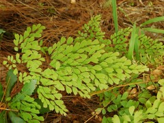 Adiantum andicola