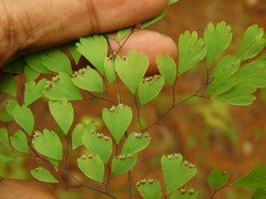 Adiantum andicola