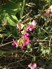 Lathyrus