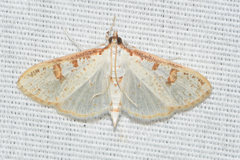 Palpita illibalis
