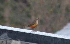 Turdus rufiventris