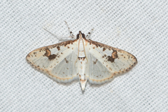 Palpita illibalis