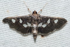 Desmia subdivisalis