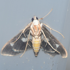 Desmia subdivisalis