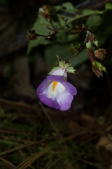 Monopyle