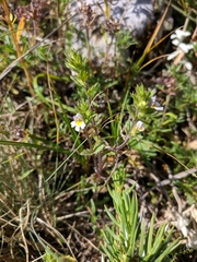 Euphrasia pectinata