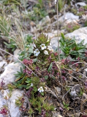 Euphrasia pectinata