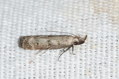 Dichomeris inversella