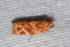 Argyrotaenia hodgesi