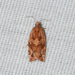 Argyrotaenia hodgesi