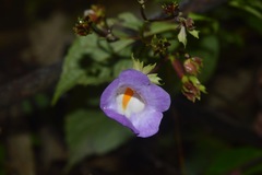 Monopyle