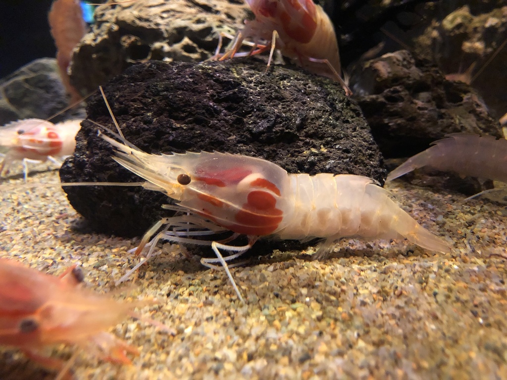 Heterocarpus hayashii