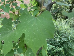 Ampelomyia vitispomum