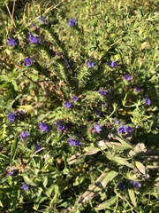 Echium vulgare