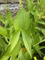 Sagittaria brevirostra