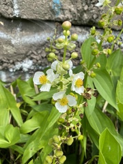 Sagittaria brevirostra