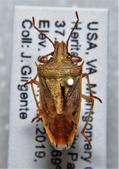 Oebalus pugnax