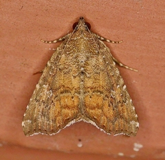 Amyna bullula