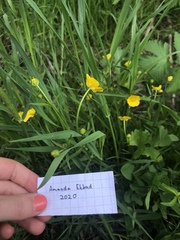 Ranunculus auricomus