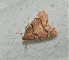 Hypsopygia thymetusalis