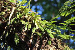 Bulbophyllum vaginatum